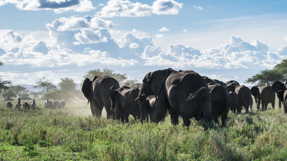 Why Elephants Quietly Return to the Bones of Their Dead