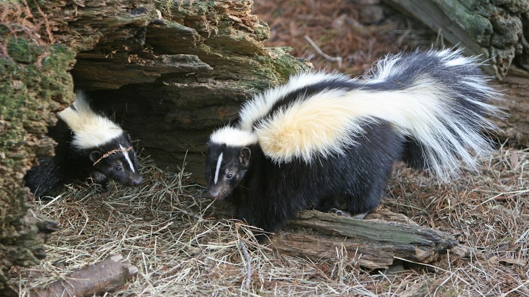 11 Strange Facts About Skunks That Will Completely Surprise You