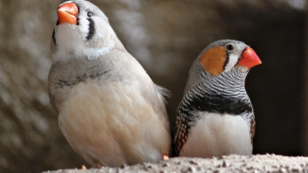 10 Amazing Facts About Finches That Make Birdwatchers Love Them