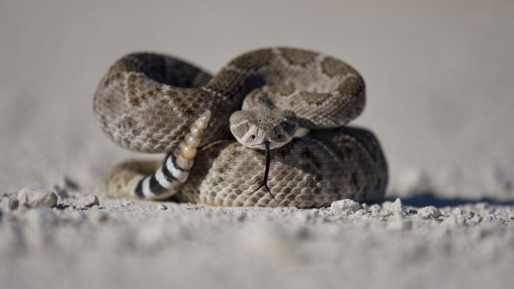 10 Incredible Facts About Rattlesnakes Found Across the American Southwest