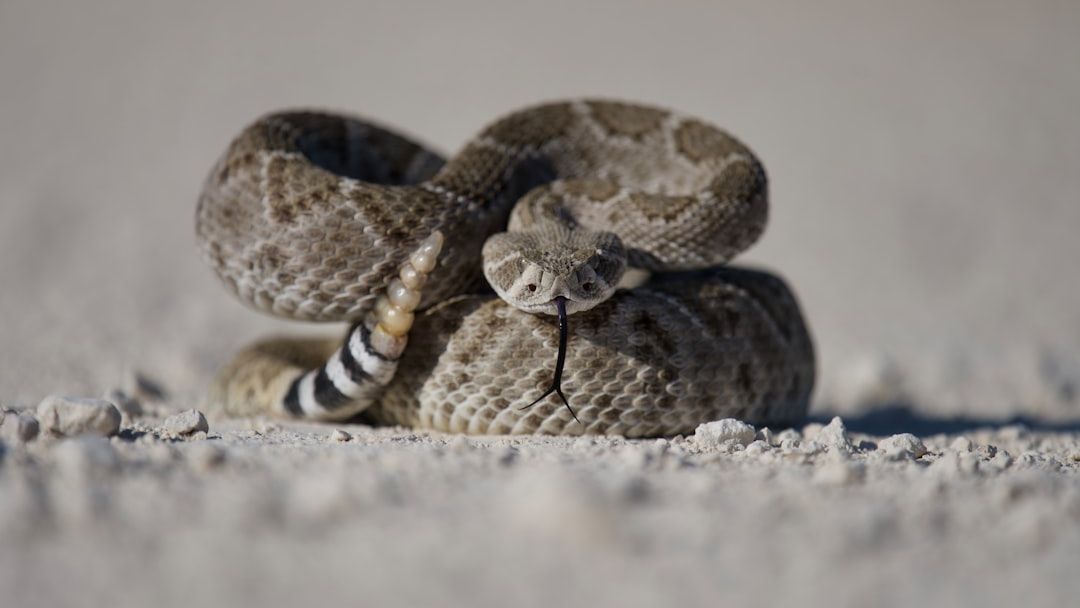 10 Incredible Facts About Rattlesnakes Found Across the American Southwest