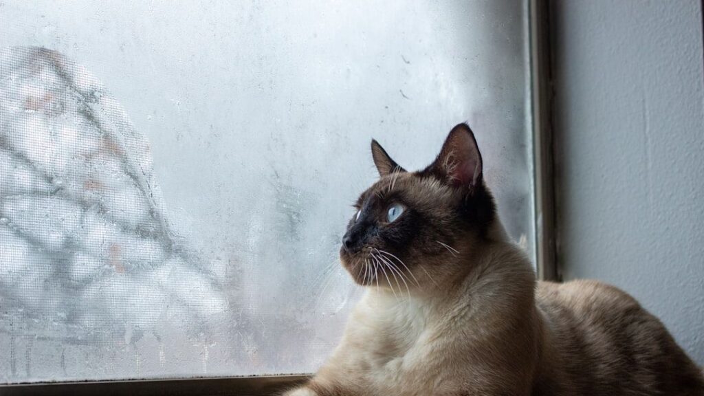 12 Animals That Can Predict Natural Disasters Hours Before They Happen