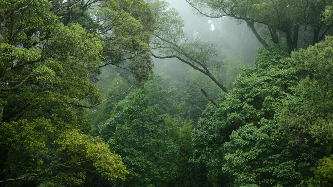 The Amazon Rainforest Just Started Growing in Reverse – And It’s Happening Faster Than Anyone Predicted