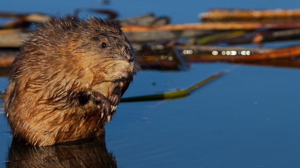 10 Incredible Facts About Muskrats Hidden in North American Wetlands