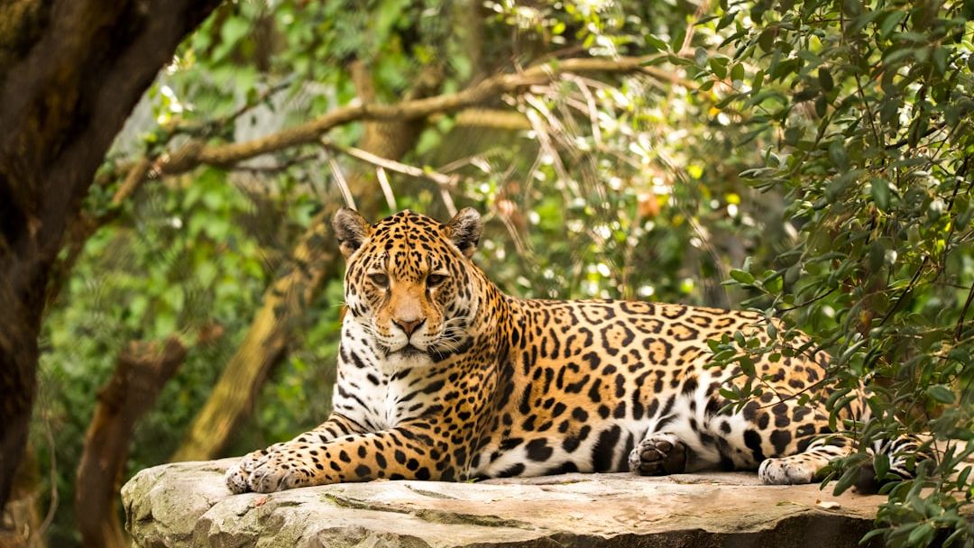 8 surprising facts that prove jaguars are the strongest big cats pound for pound