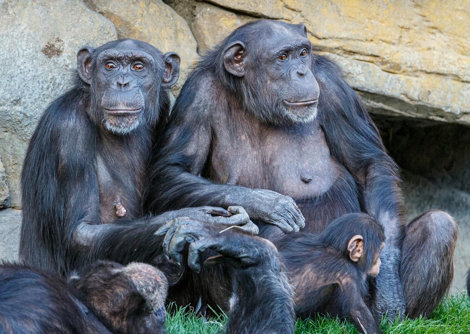 Chimpanzees: The Strategists Who Read Minds And Play Politics