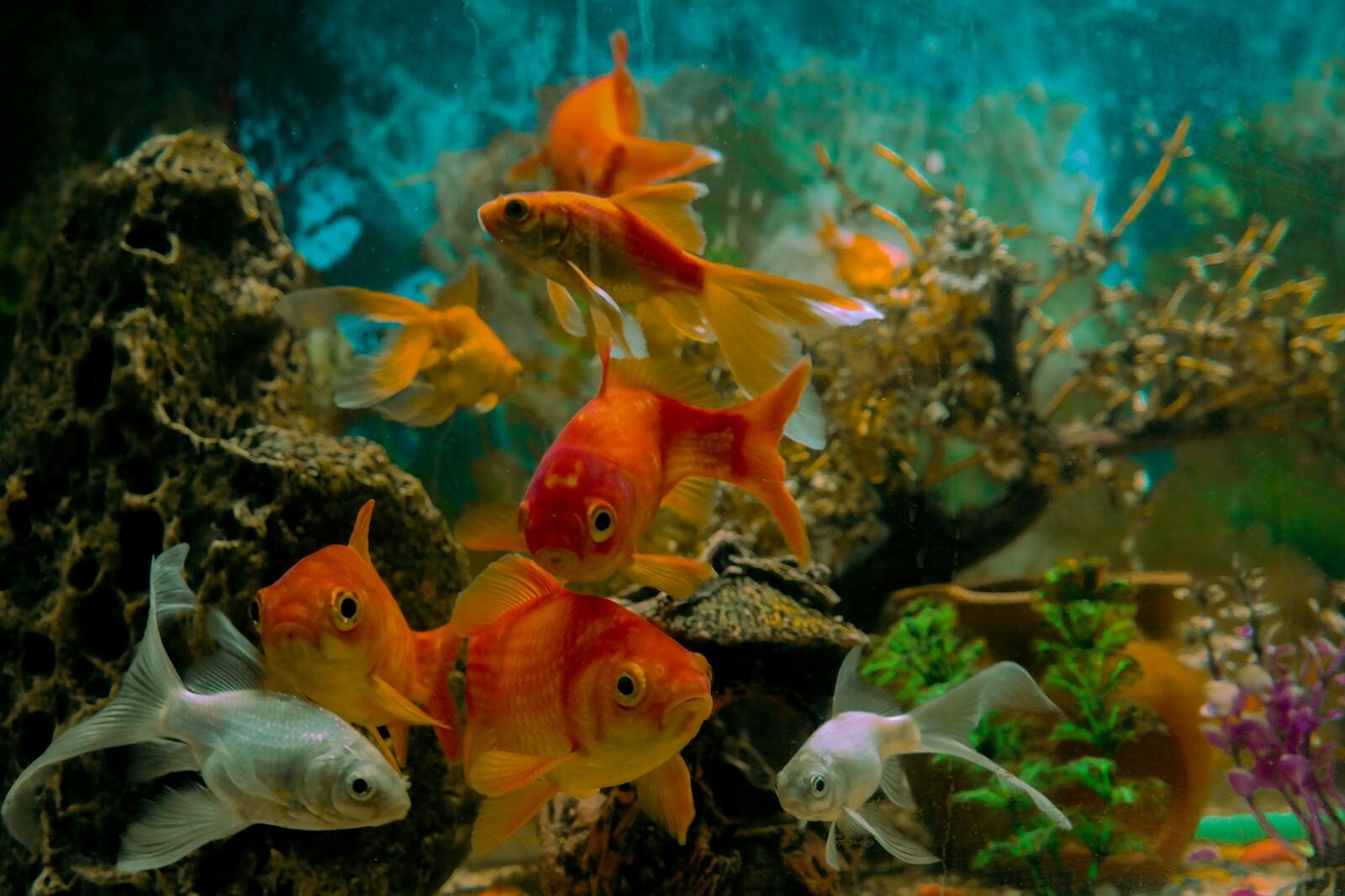 Pisces – The Dreamy Aquarium Fish