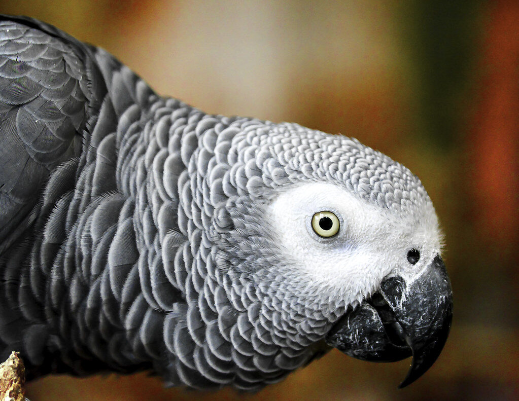 Parrots: The Talkers Who Understand More Than You Think