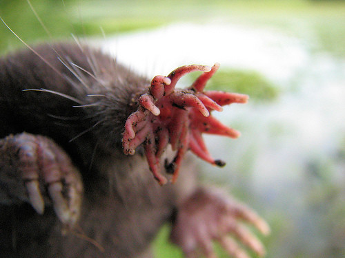 4. Star-Nosed Mole – The Underground Speed Eater