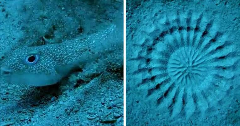 #2 Deep-Sea “Crop Circles” Built by Tiny Pufferfish