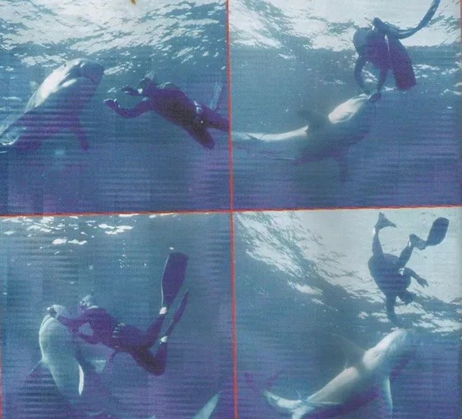 Shark attacks in Hawaii spike in October, and scientists think they know why