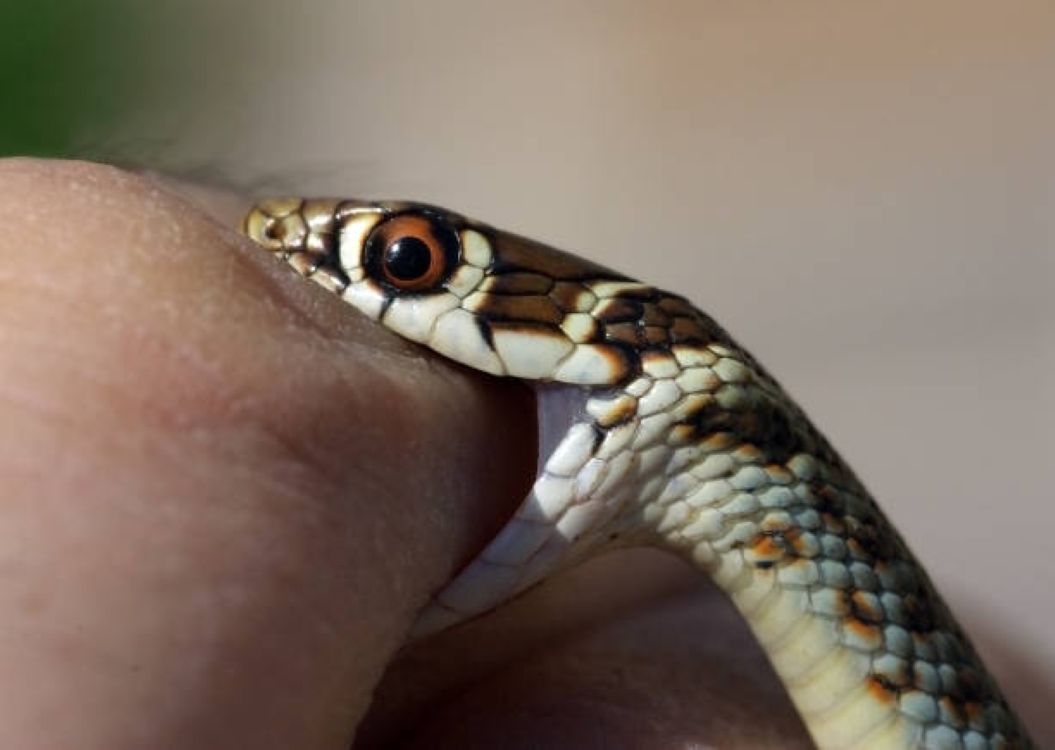 What Happens to Your Body in the First 60 Seconds After a Snake Bite