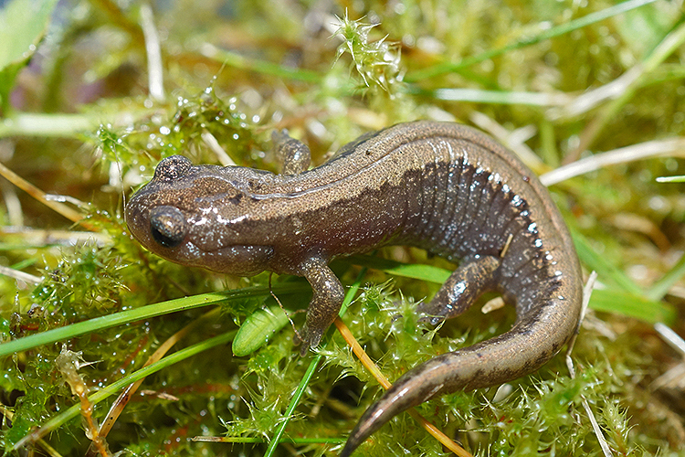 A Tiny Animal, A Massive Lesson In Survival 