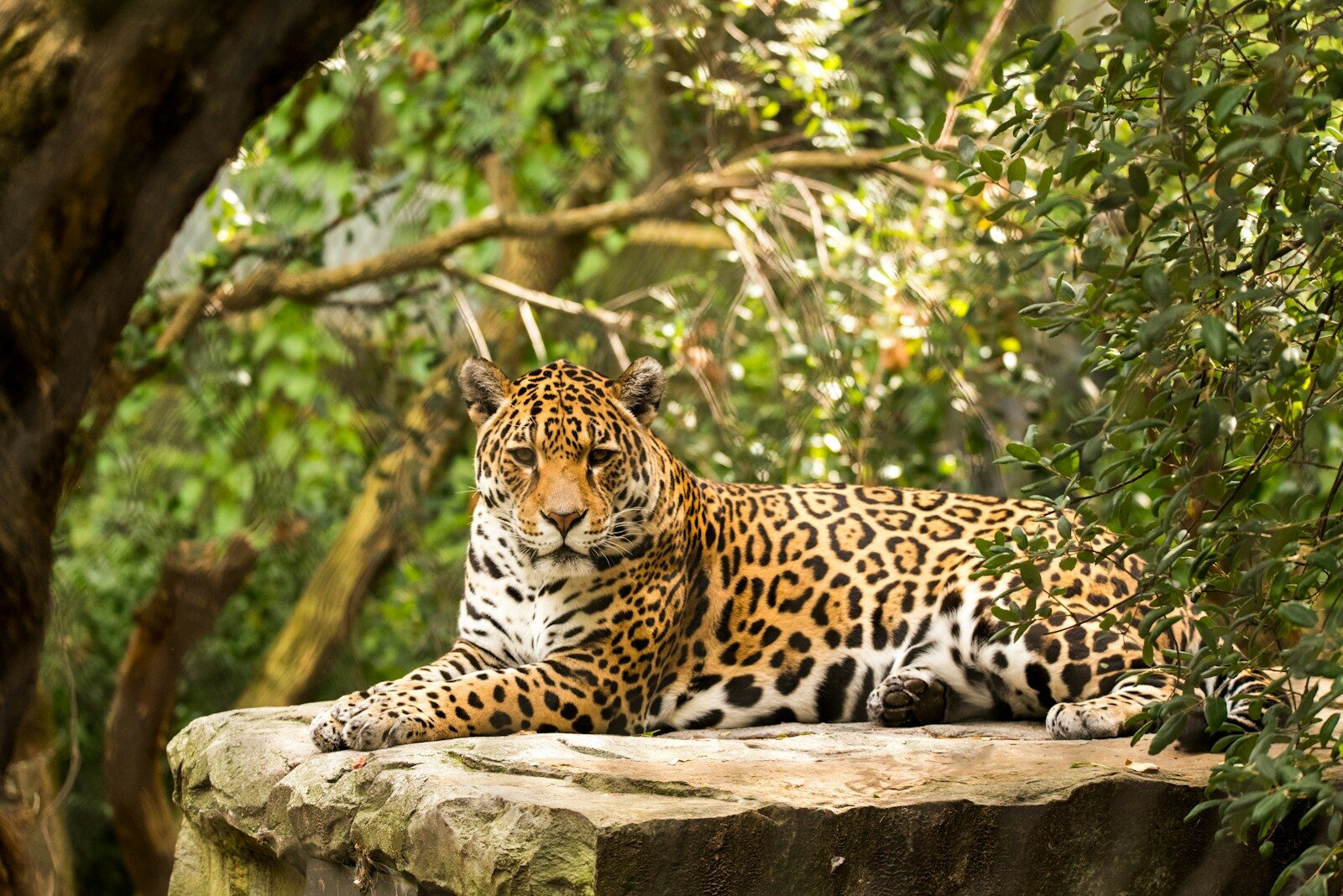 The Zodiac Signs That Would Bond Well With a Jaguar