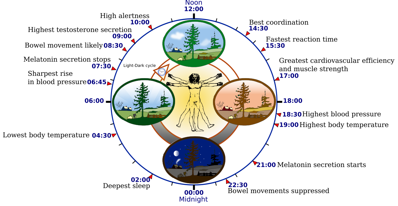 The Hidden Architecture of Your Night: Sleep Stages and Cycles