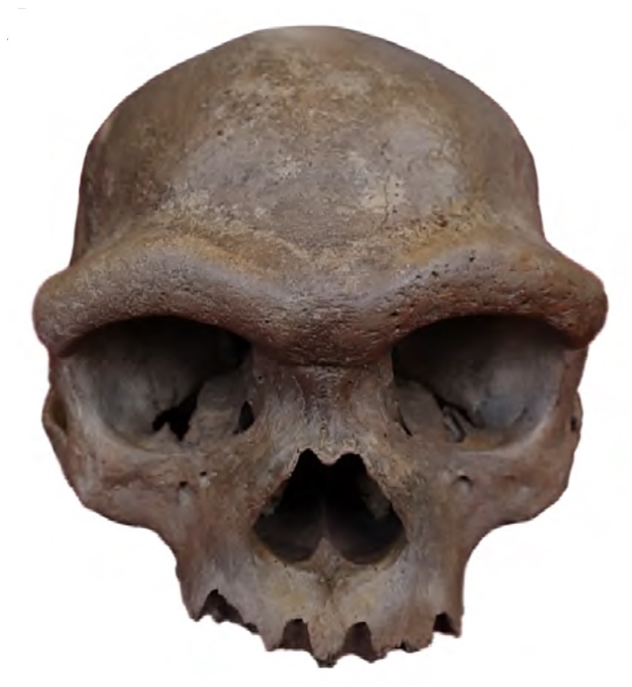 #18 The Denisovans: A Whole Human Branch From a Pinky Bone