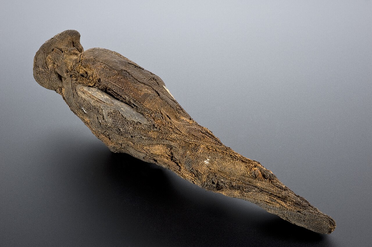 The Saqqara Cache of Animal Mummies: Years in Storage Before the Spotlight