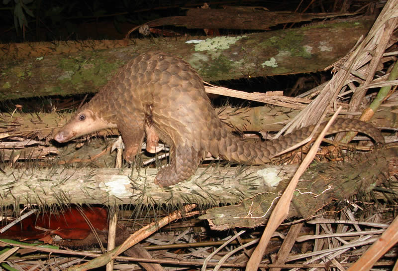 Can Pangolins Recover? Hope, Rescue Stories, and Hard Realities