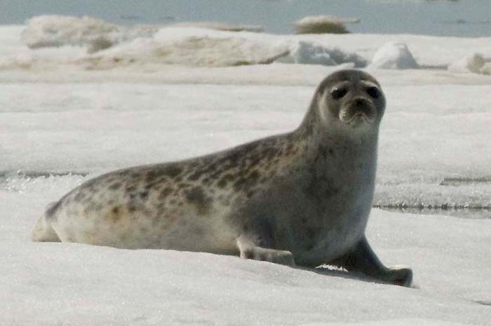 Pisces – You Are the Ringed Seal, Dreamer Beneath the Ice