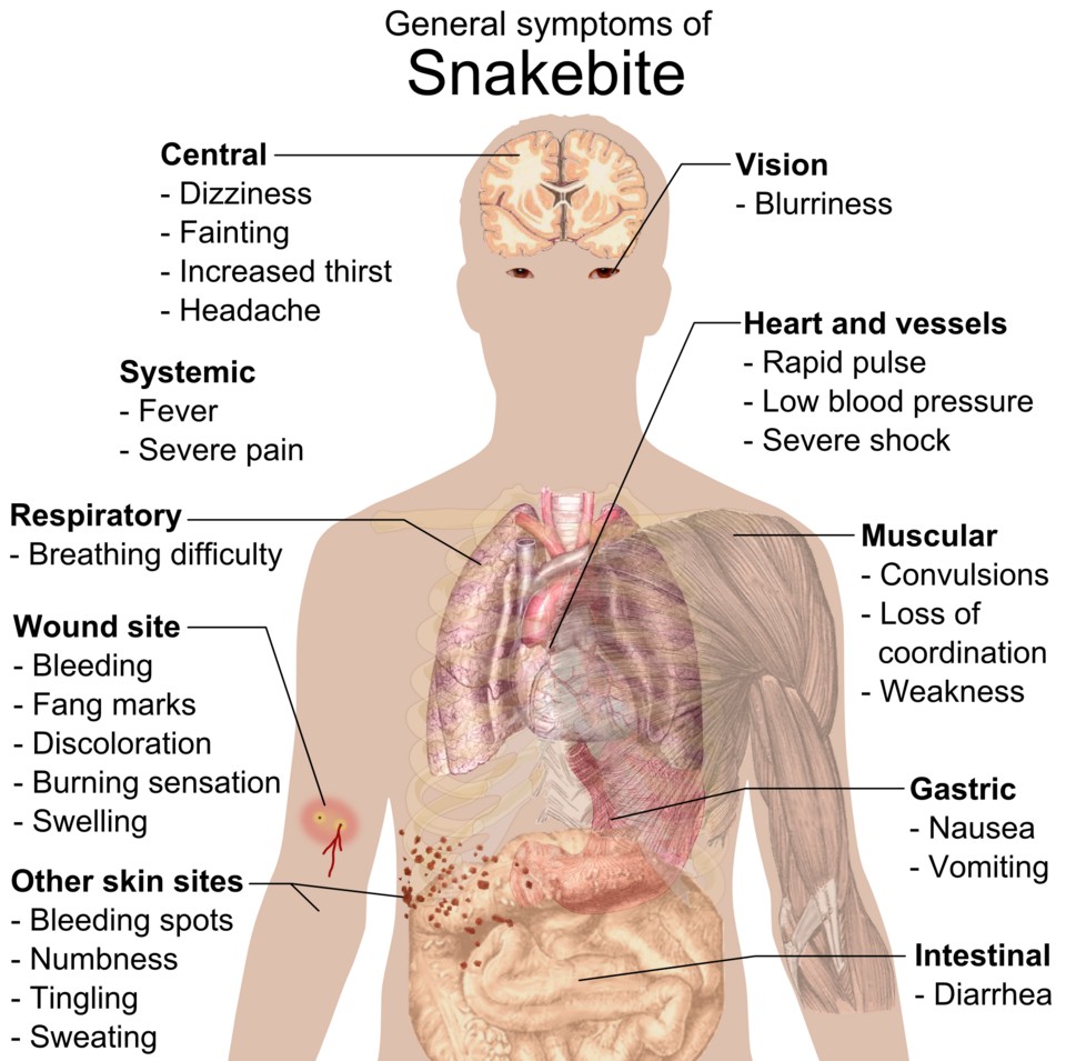 Pain, Burning, and Swelling: Your Nerves Sound the Alarm