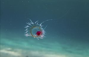 10. Immortal Jellyfish: Rewinding the Aging Clock