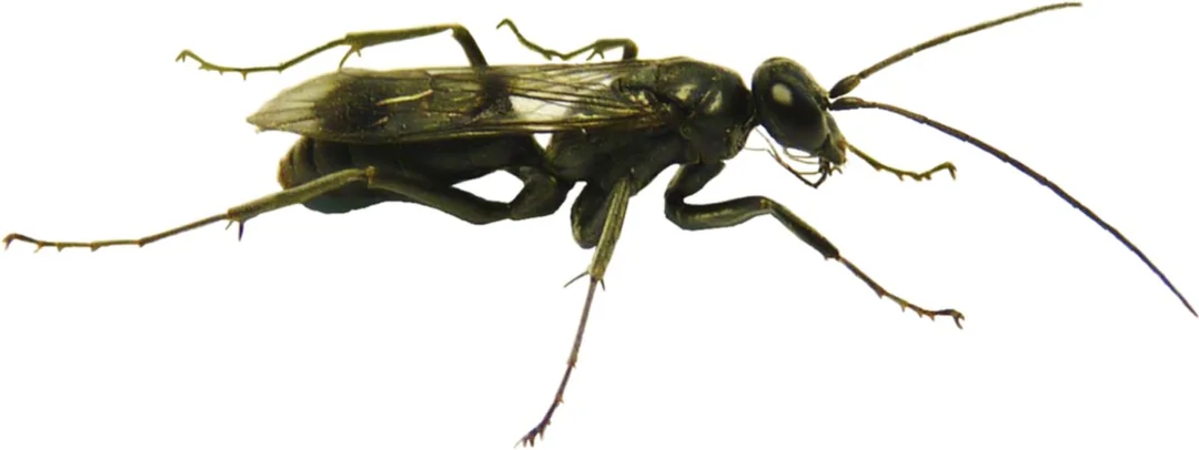 1. The Bone‑House Wasp: The Architect That Builds With Ant Corpses
