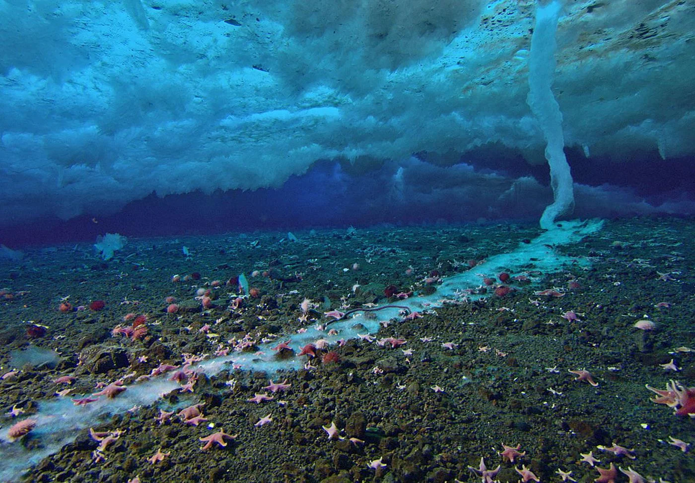 7. Brinicle Formation: Underwater “Ice Fingers of Death”