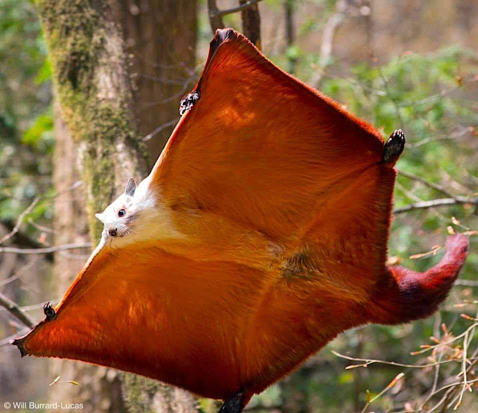 4. They Can Glide Farther Than You’d Expect From Something So Small 