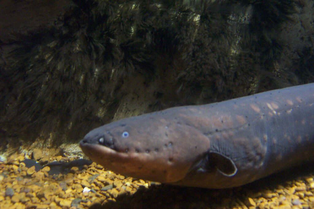 4. Electric Eels: Living High-Voltage Power Plants 