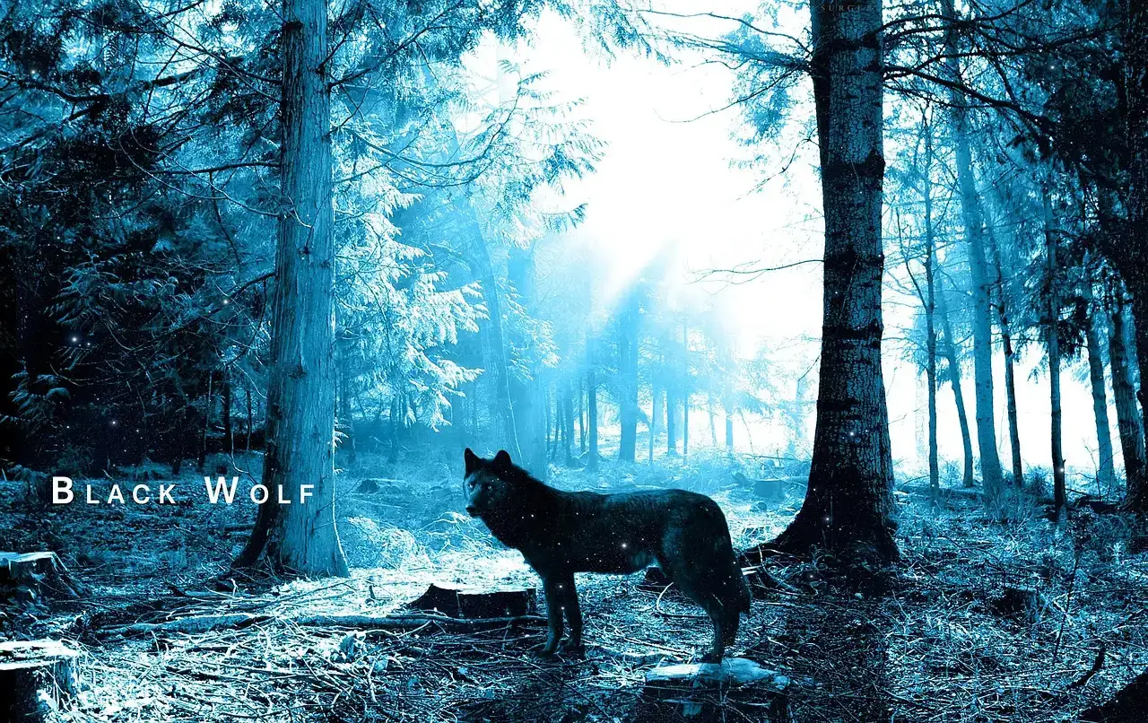 The Black Wolf As a Spirit Animal: Here’s What it Means