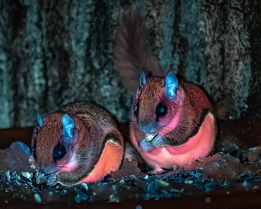 9. Some Populations Glow Under UV Light – And We Still Don’t Really Know Why