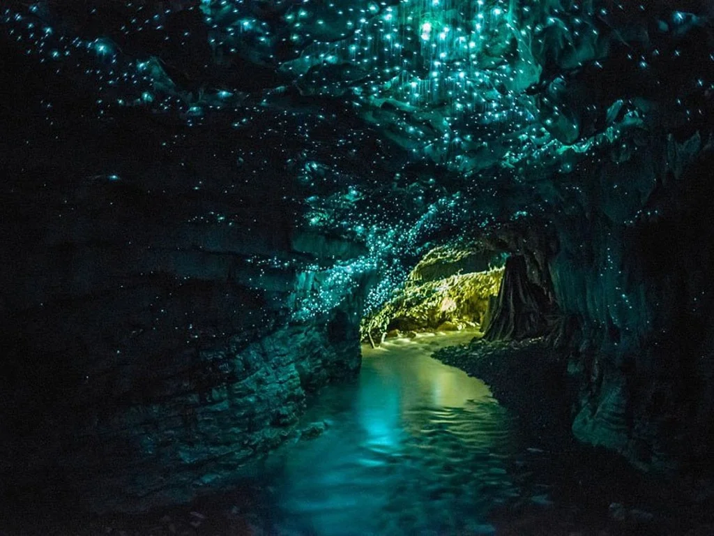 Waitomo Glowworm Caves, New Zealand: An Underground Galaxy