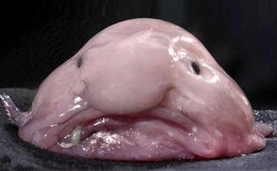 2. Blobfish – Deep-Sea Survivor With a Terrible Press Photo