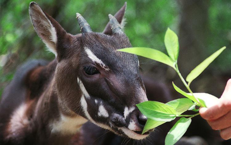 The Race to Save the Saola: Field Patrols, Reserves and a Bold Breeding Plan