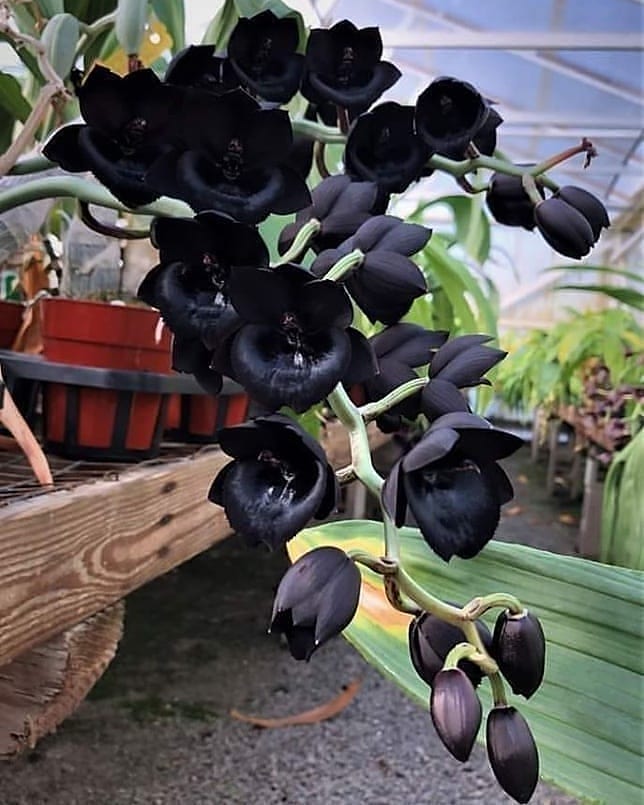 Scorpio – Dark Orchid: Intense, Mysterious, And Transformative