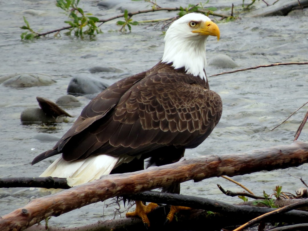 What US Animal Are You Based On Your Zodiac Sign