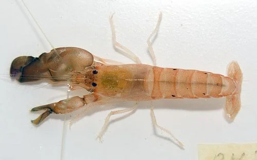 The Pistol Shrimp That Shoots Underwater “Bullets” of Sound