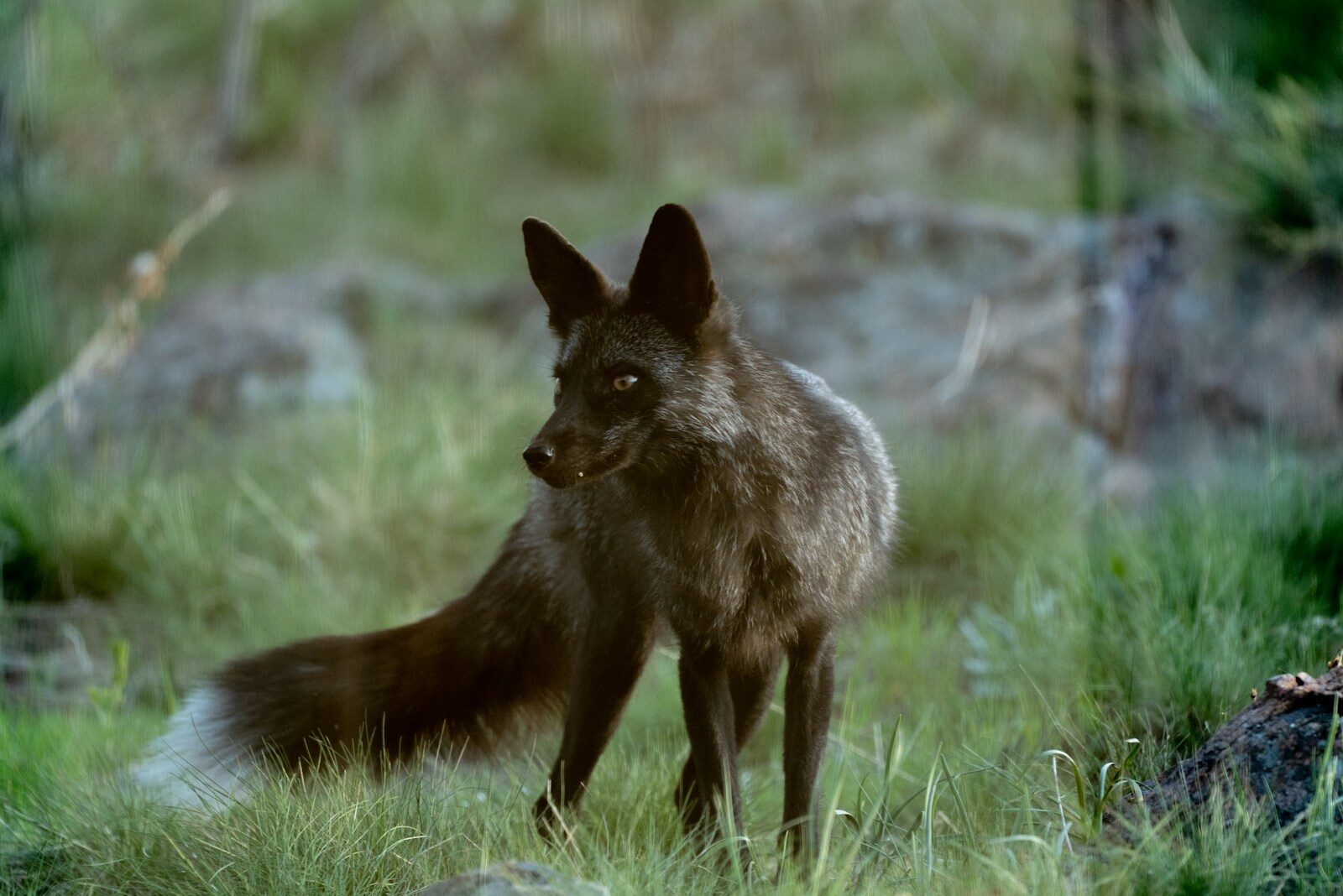 Scorpio: The Shadow Fox Moving in Silence 