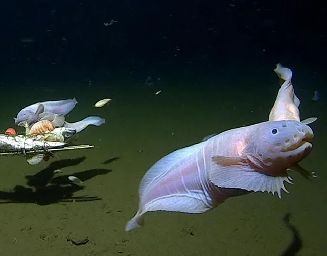 #3 The Mariana Trench “Snailfish” And The Limits Of Life