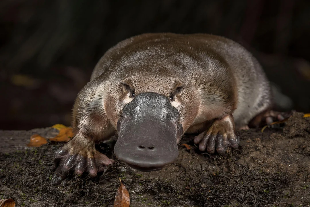 How Platypus Fur Hides a Microscopic Feature Only Birds Were Supposed to Have