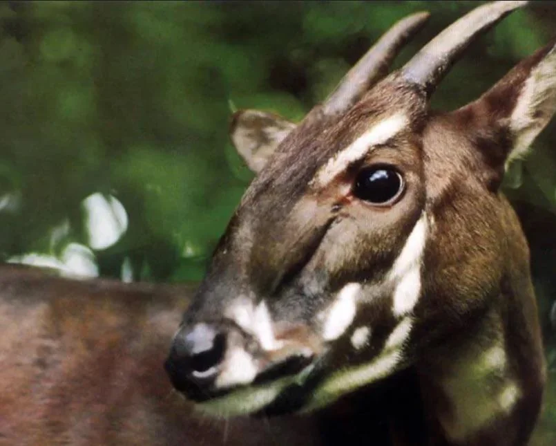 Why the Saola Is Vanishing: Silent Snares and Shrinking Forests