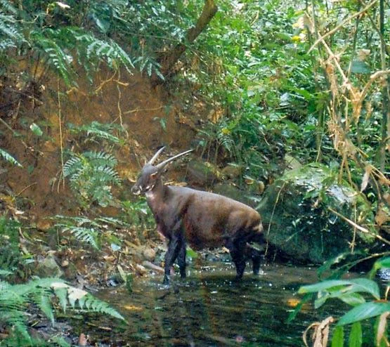 The “Asian Unicorn”: A Mythical Animal That Turned Out To Be Real