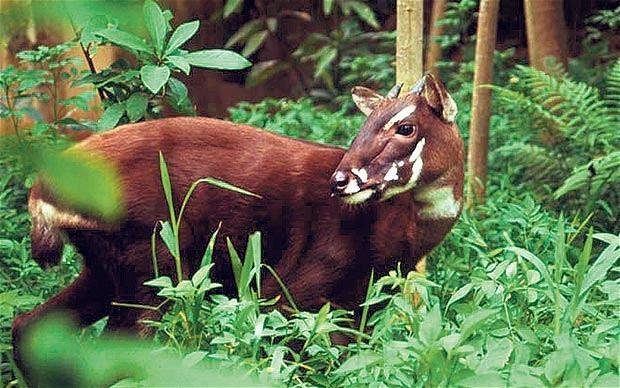 What Makes the Saola So Special in the Animal Kingdom?