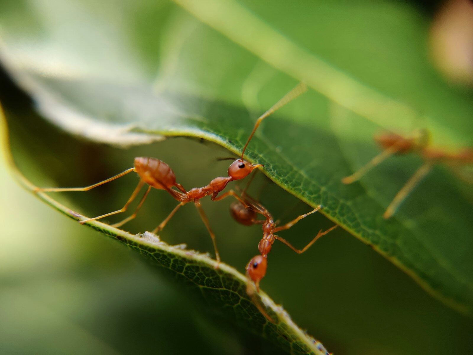 Pain, Pleasure, and the Ethics of Tiny Lives 