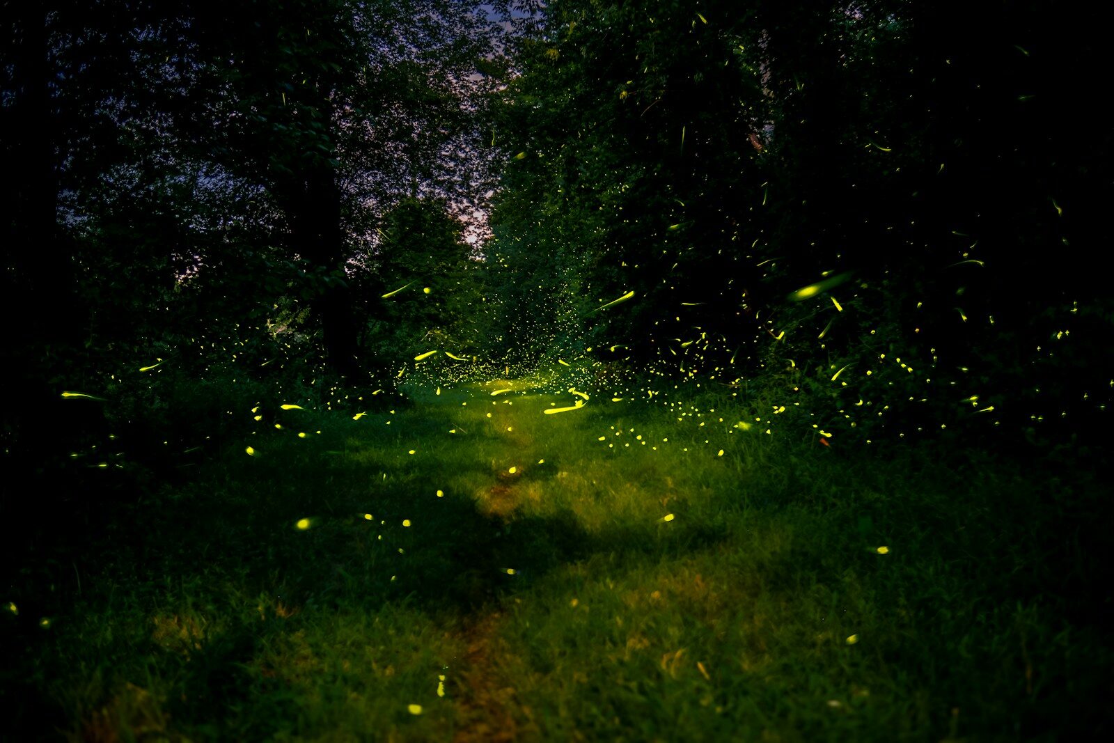 Conclusion: Keeping the Magic Alive on Summer Nights