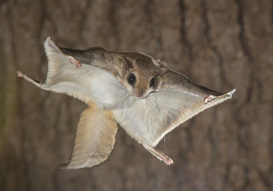 11 Surprising Facts About Flying Squirrels Most Americans Never Learn