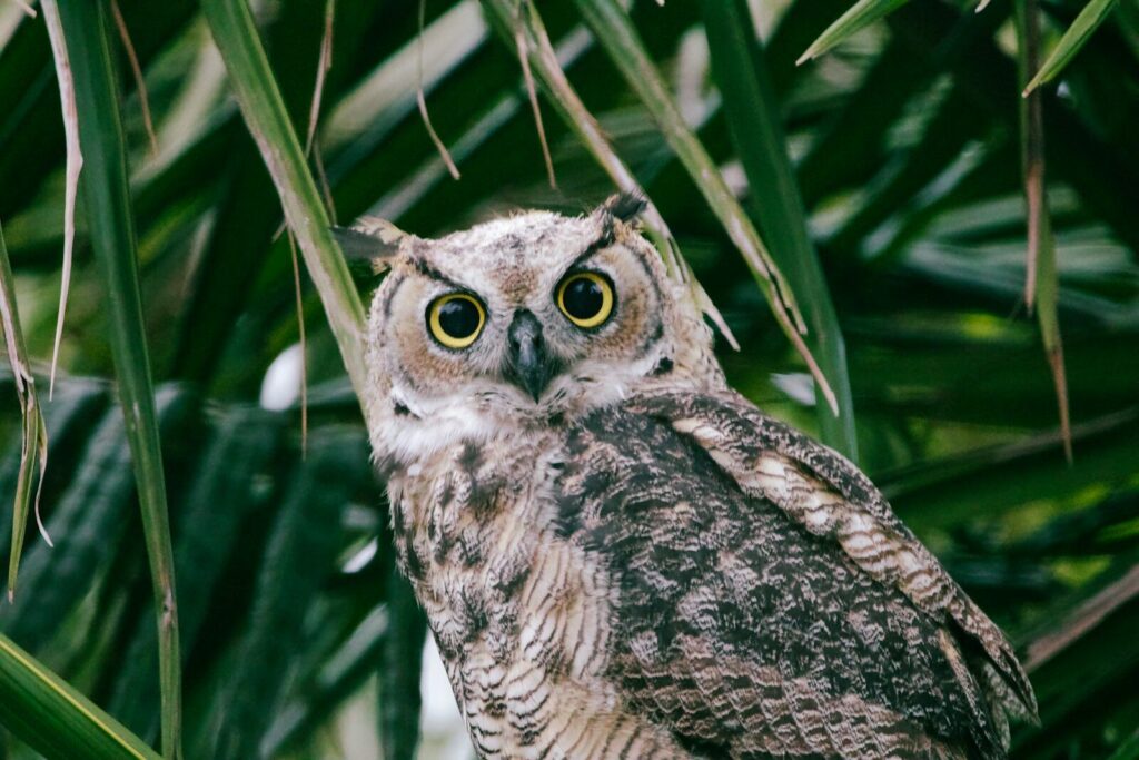 7 Animals Whose Minds Are So Mysterious, Scientists Are Still Baffled