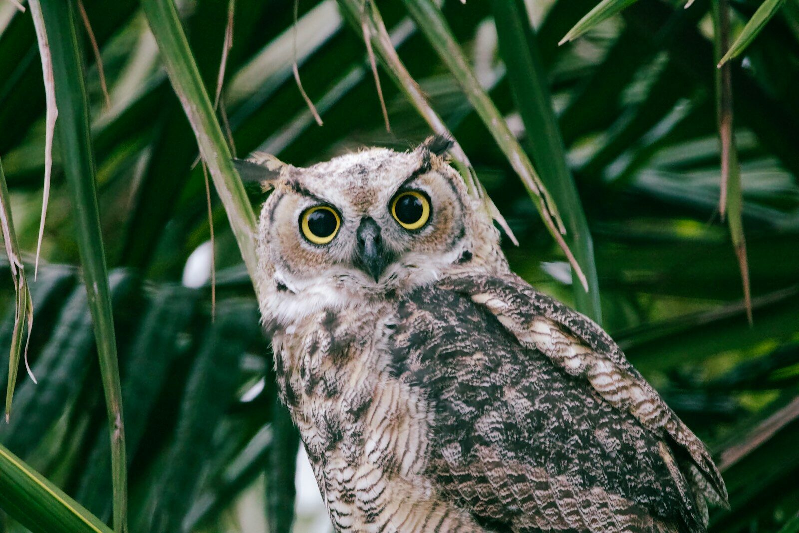 7 Animals Whose Minds Are So Mysterious, Scientists Are Still Baffled