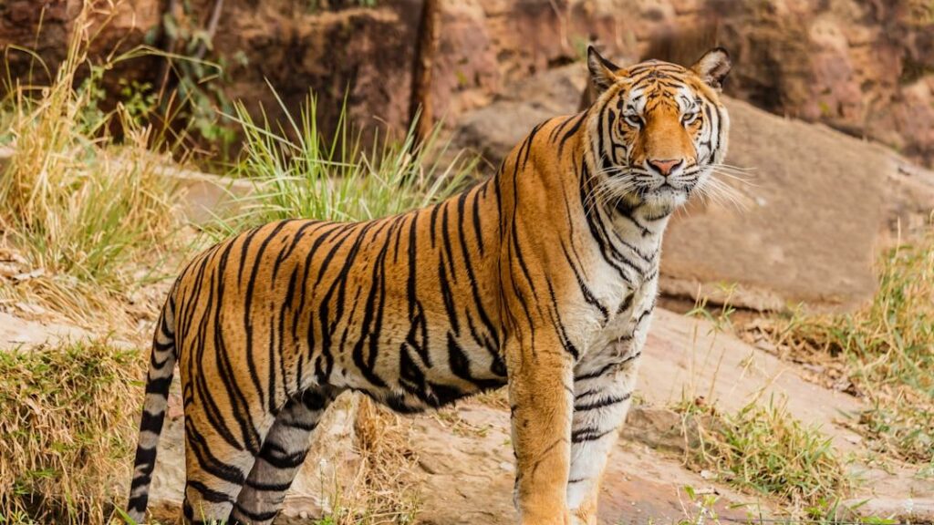 12 behaviors that reveal how tigers think before they attack