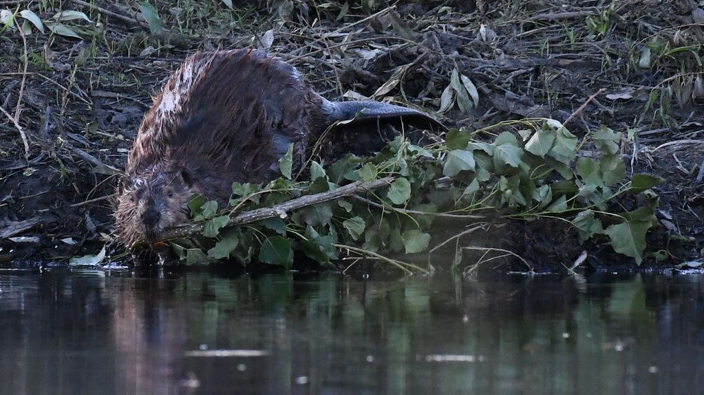 11 Incredible Facts About Beavers That Quietly Reshape Entire Landscapes